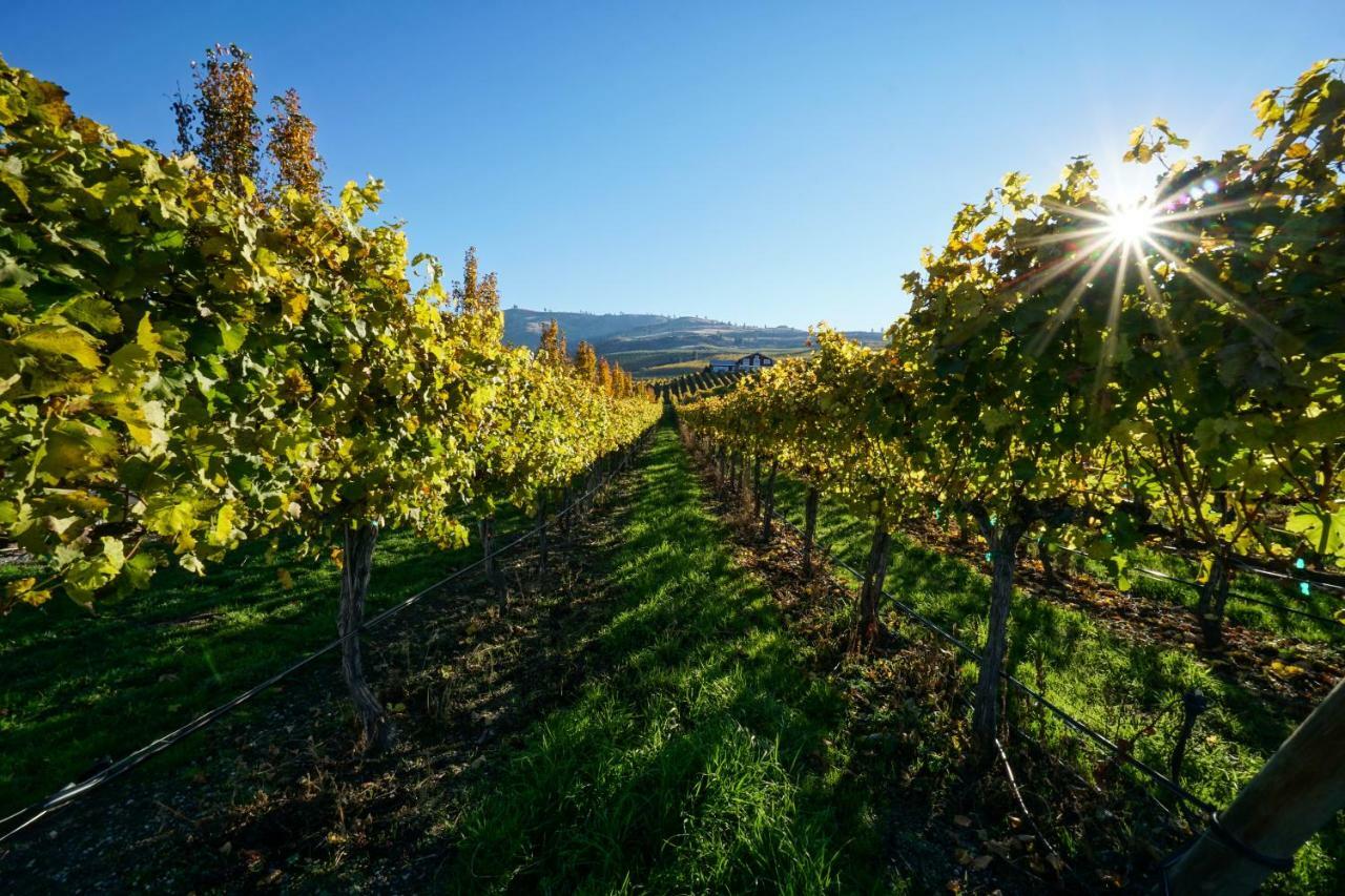 The Vineyards Lodge 奇兰 外观 照片